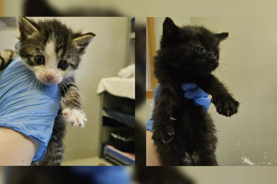 Um die Tierarztkosten der Kitten zu decken, ist das Tierheim auf Unterstützung angewiesen.