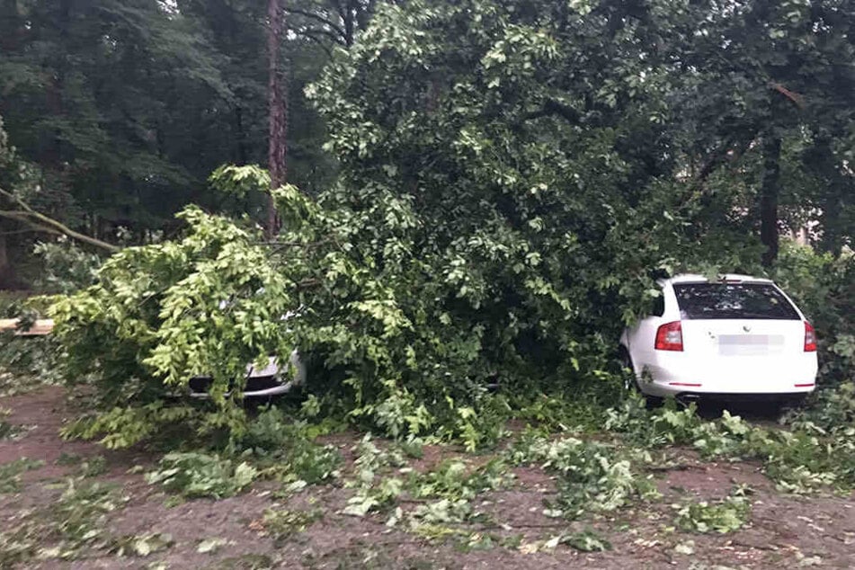 Hier wurden zwei von drei Autos unter umgestürzten Bäumen begraben.