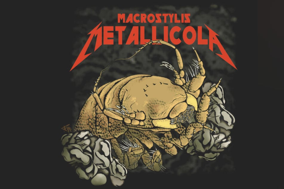 Die Grafik zeigt die Krebsart Macrostylis metallicola, die nach der US-Rockband Metallica benannt wurde.