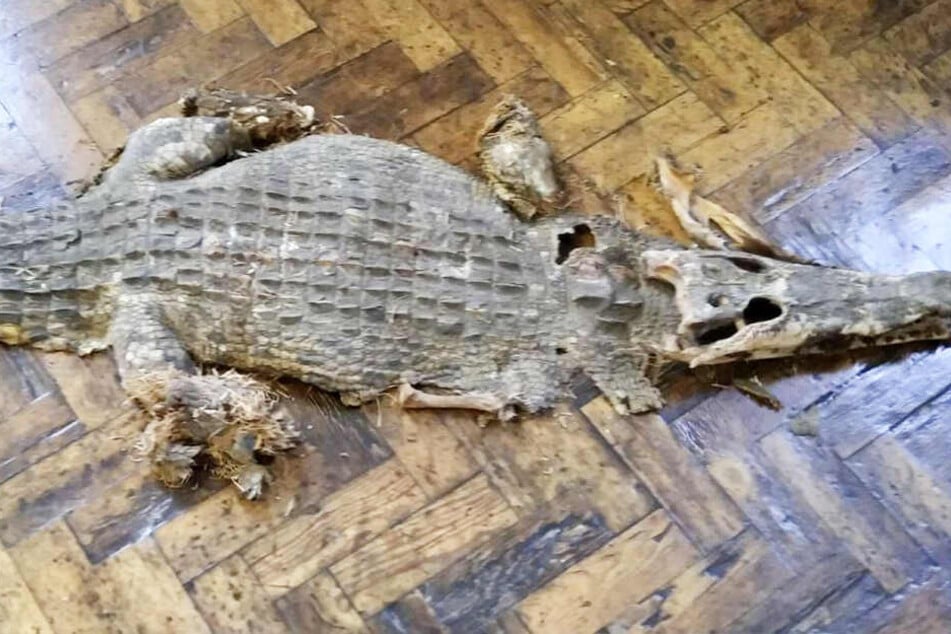 Das Krokodil wurde unter den Holzdielen gefunden.