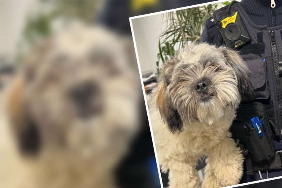Einsamer Hund auf Straße gefunden: Sein Schicksal schockt das ganze Tierheim