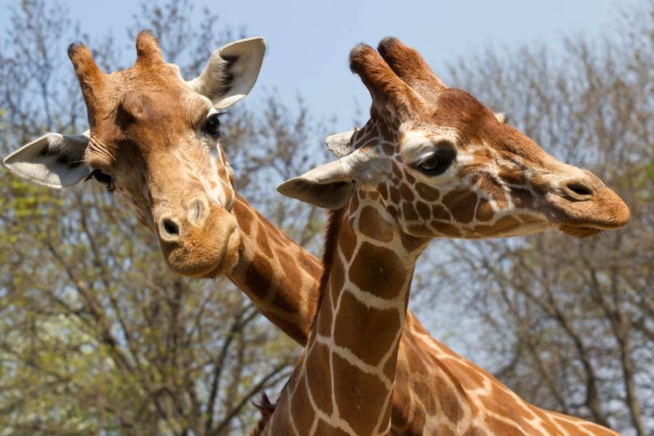 Der Zoo hat rund 200.000 Euro Verlust gemacht.