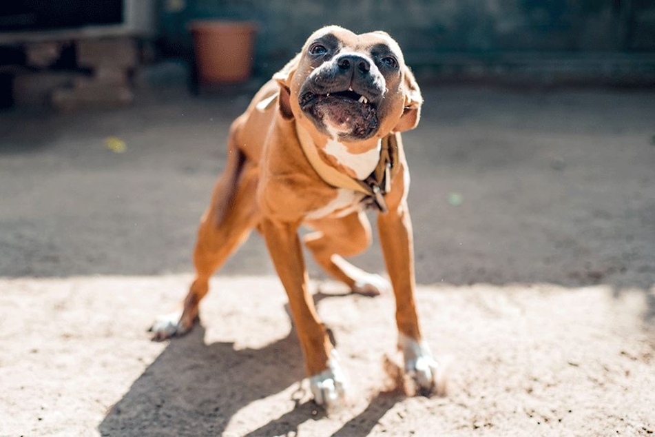 Alle Pitbulls waren stark abgemagert (Symbolbild).