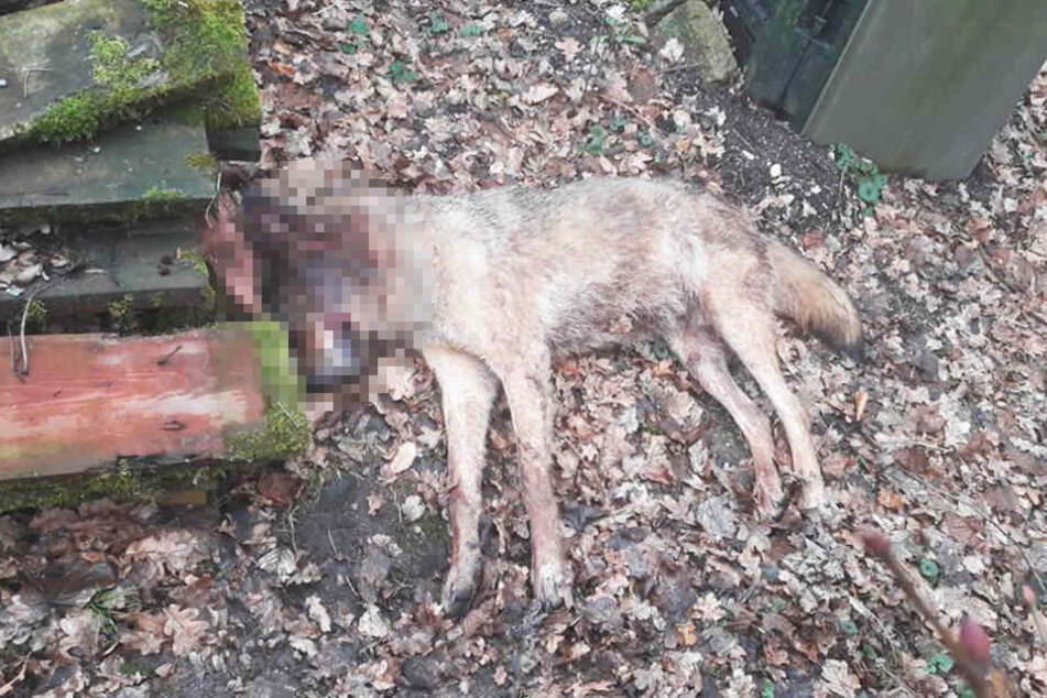 Ein Mann fand den toten Wolf.