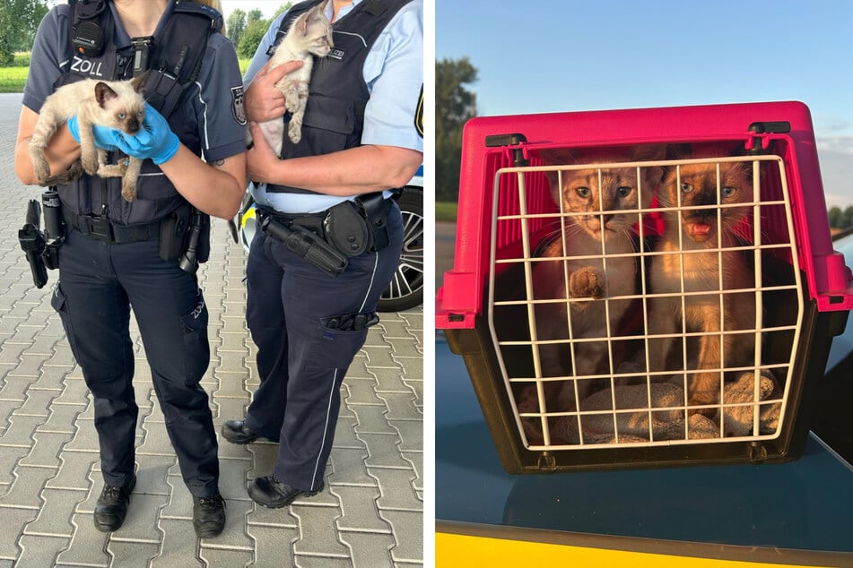 Der Zoll sowie das Veterinäramt versorgten die beiden Kätzchen am Freitag (27. Juni).