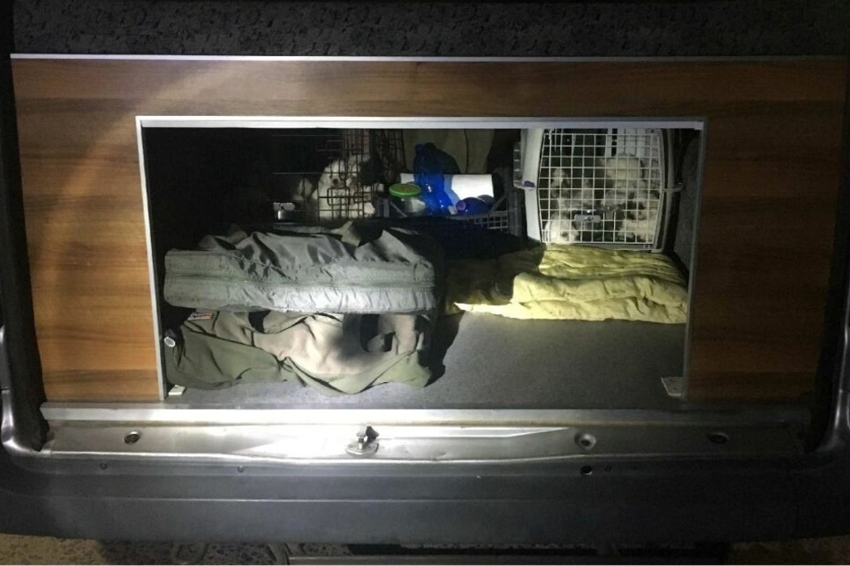 So waren die Tiere auf dem Transporter versteckt.