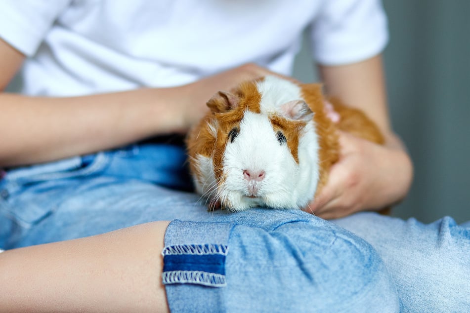 Der Aalborg Zoo nimmt kleine Haustiere wie Meerschweinchen und Kaninchen als Spenden entgegen. (Symbolbild)