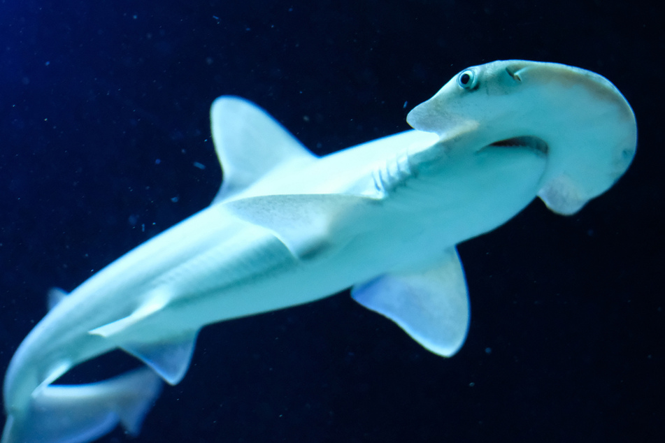 Gefährdete Tierart: Forscher entdecken seltene Hammerhai-"Kinderkrippe"
