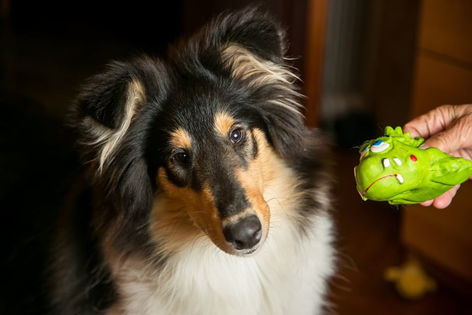 Ein Spielzeug bewegt nicht alle Hunde zum Spielen.