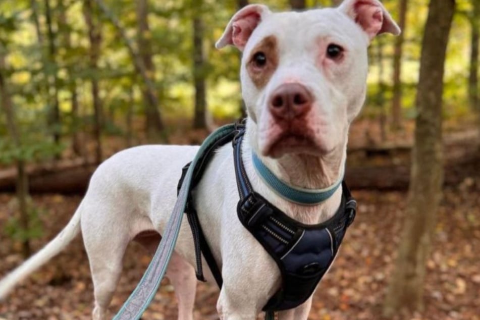 Staffy-Mix-Hündin Ice lebt zurzeit im Tierheim Köln-Dellbrück, sehnt sich jedoch nach einem richtigen Zuhause.