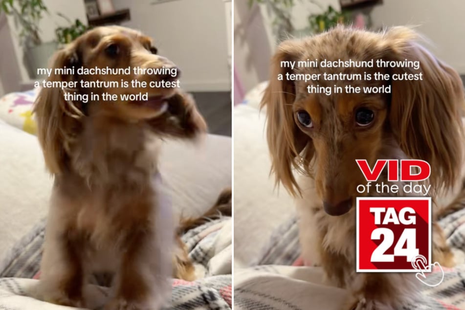 viral videos: Viral Video of the Day for February 27, 2026: Mini dachshund throws adorable temper tantrum on TikTok
