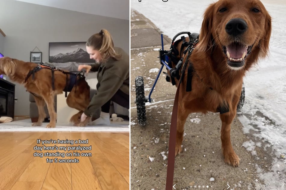 Paralyzed Golden Retriever leaves TikTokers in tears over special milestone