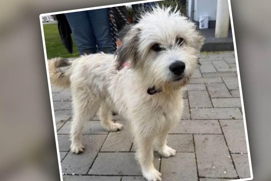 Hund Bobby ist ein wahrer Traumhund: Er ist lieb, versteht sich mit Kindern und Artgenossen und hat ein Herz aus Gold.