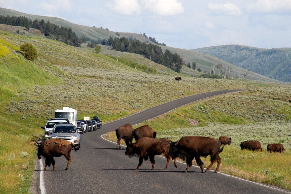 Eine Bison-Herde im Yellowstone-Nationalpark in Wyoming.
