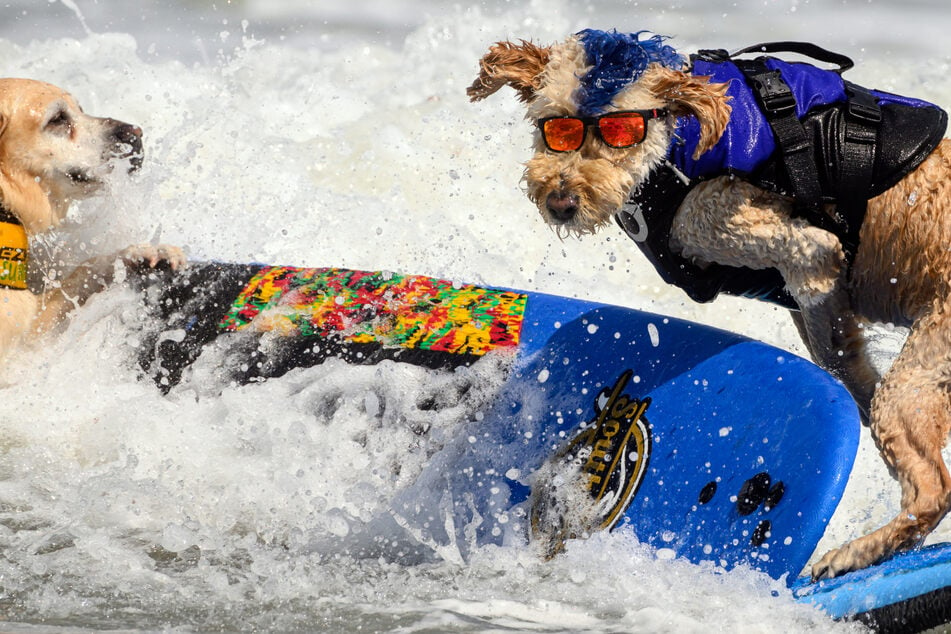 "Surfen ist nicht nur etwas für Menschen": Vierbeiner zeigen ihr Talent