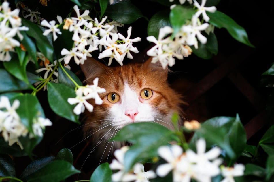 Im Herbst und Frühjahr werfen Katzen kleine Kätzchen.