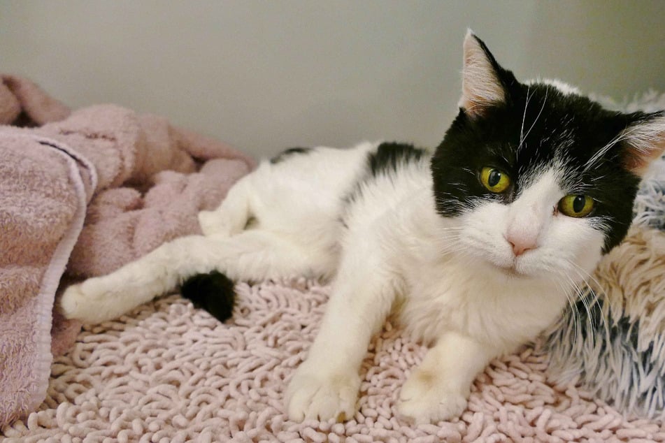 Katzenoma hofft auf letztes Plätzchen: Bekommt Phoebe ihr Happy End?