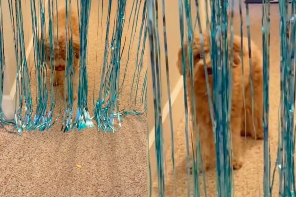 A dog behind the curtain makes millions of TikTokers laugh