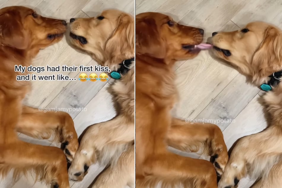 Der Kuss zwischen diesen beiden Golden Retrievern verlief alles andere als romantisch.