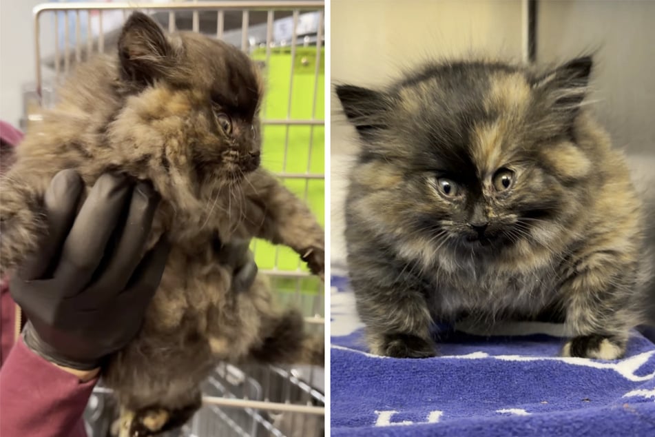 Zodpovědný veterinář Dr. Phil Caldwell byl opravdu překvapen, když byl v útulku odevzdán nafouknutý koťátko Zoe.