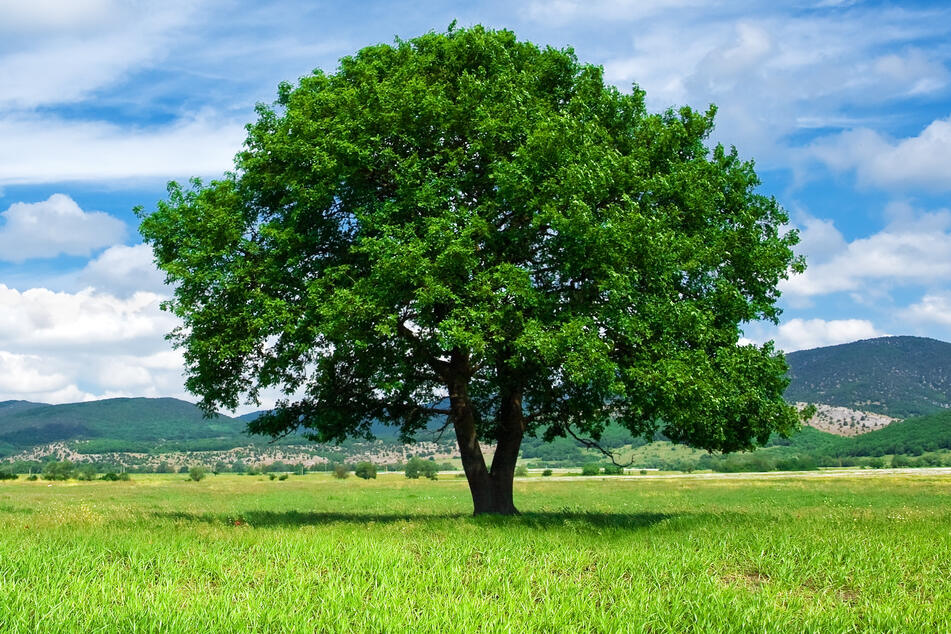 Der Baum ist sehr wichtig für unser Ökosystem.