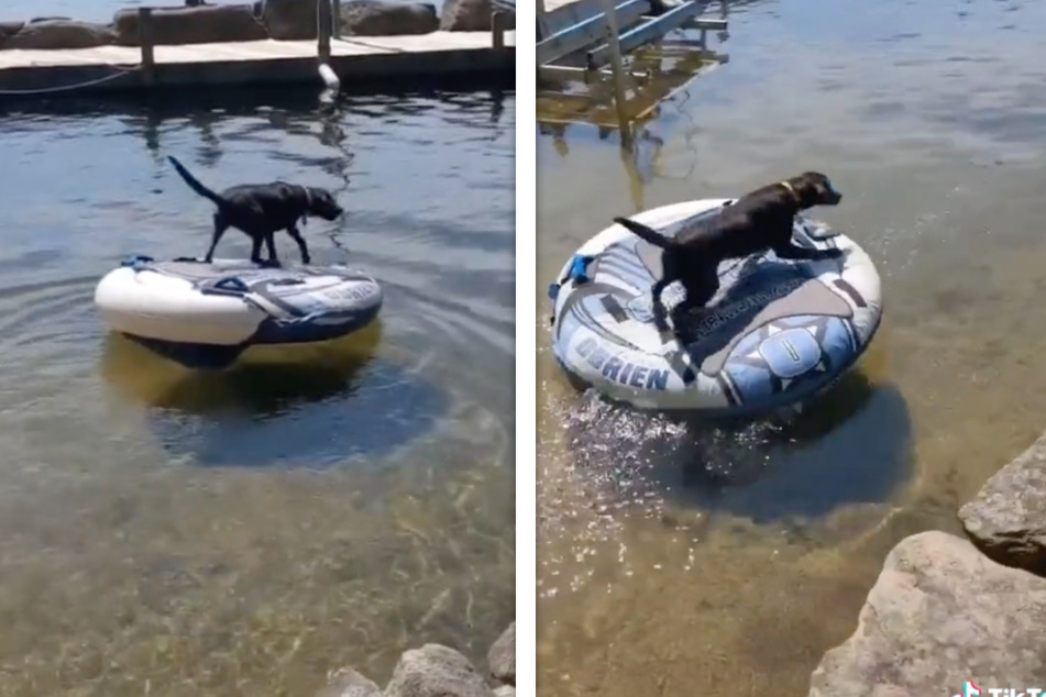 Die Labrador-Hündin versucht in einem anderen Video, einem Menschen im See zu helfen, obwohl dieser keine Hilfe braucht.