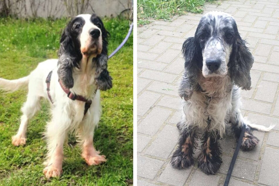 Cocker Spaniel Mix Rina (8, l.) und Cocker Spaniel Ronja (10) wurden aus einer verwahrlosten Wohnung gerettet.