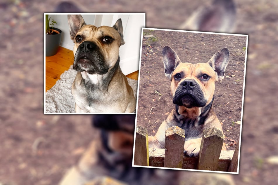 Der vier Jahre alte Littlefoot muss sich von seiner aktuellen Familie verabschieden.