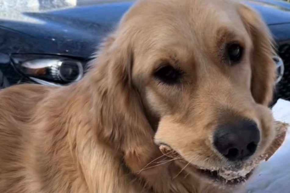 Neighbor's food delivery falls prey to the ultimate doggy predator in hysterical clip