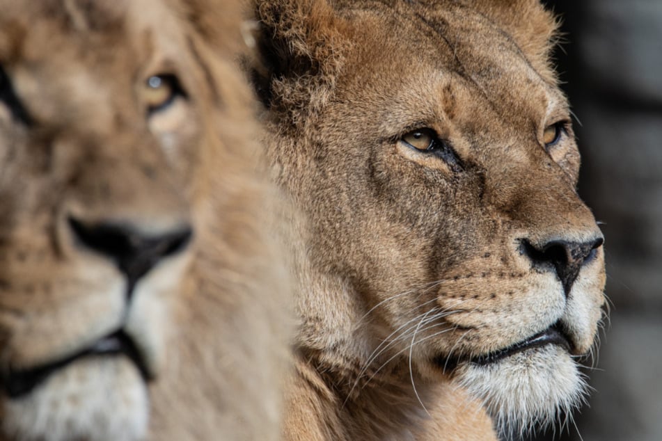 Löwin Tembesi (r.) aus dem Tierpark Hagenbeck ist am Donnerstag eingeschläfert worden.