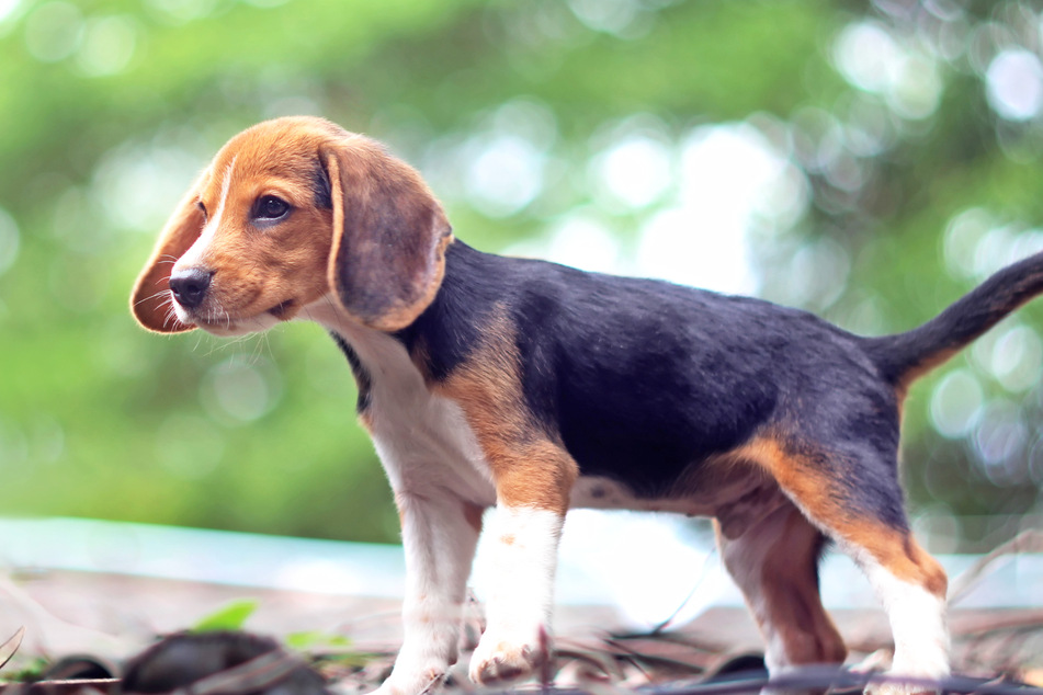 Beagle haben bei verschiedenen Forschungsprojekten nachgewiesen, Krankheiten bei Menschen erkennen zu können.