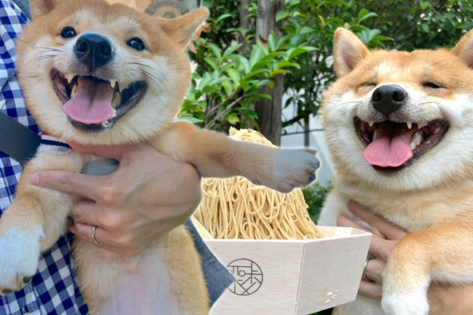 This adorable dog just can't help smiling at the sight of food