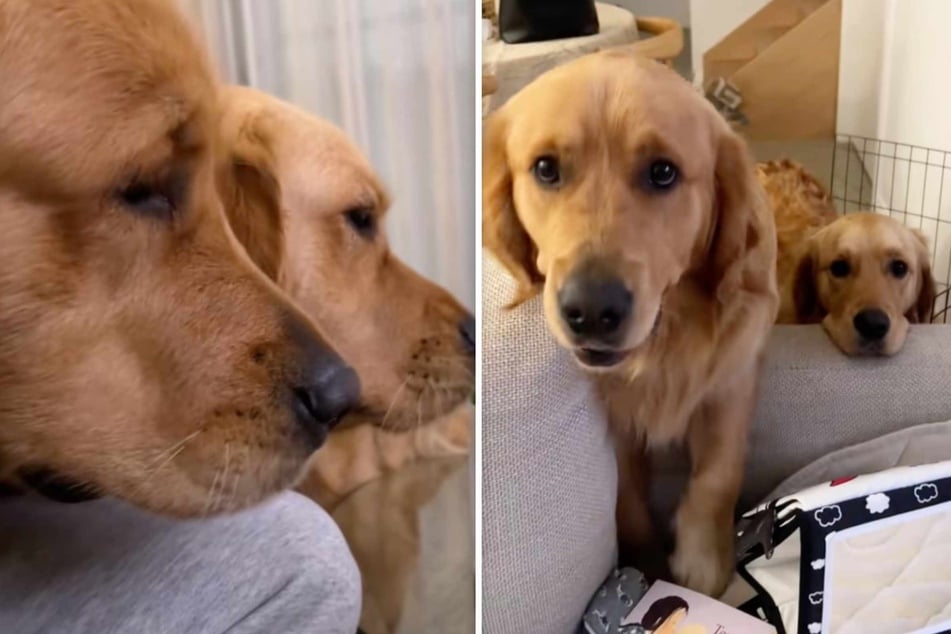 What do dogs Honey and Mustard want so urgently from their owner?