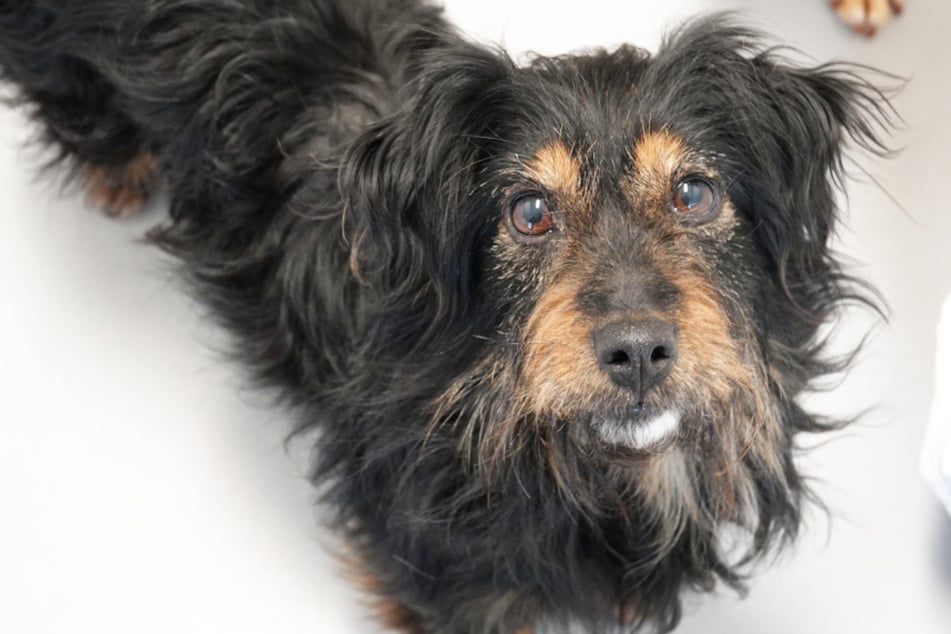 Vani czeka w schronisku „Wyspa Wau-Mau” pełna tęsknoty za kochającymi ludźmi i swoim na zawsze domem.