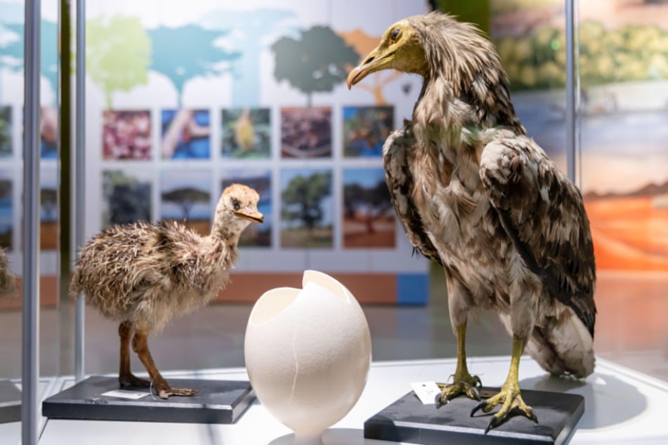 Im smac gibt es aktuell die Sonderausstellung "Planet Africa" zu sehen.