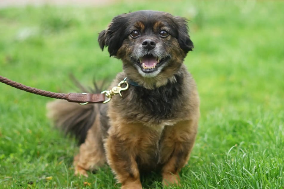 Der Mischlings-Rüde wurde wohl bislang aus der Hand gefüttert und muss lernen, aus einem Napf zu fressen.