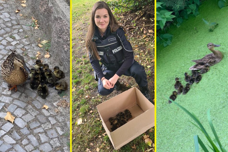 Tierischer Einsatz in Salzwedel: Polizeibeamte haben am Mittwoch einen Entenfamilie gerettet.