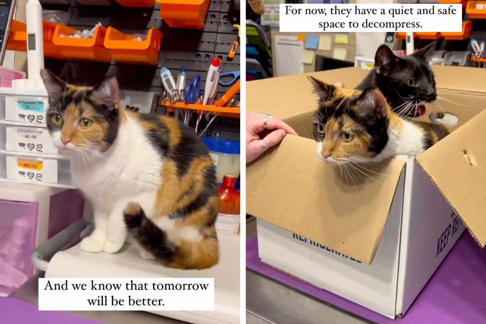 "Confused" cats abandoned in cardboard box tossed into shelter lobby by fleeing owner