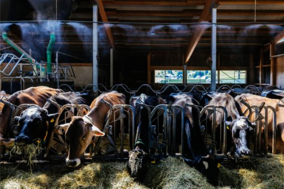 Kühe zu heiß: So sorgen Landwirte für Abkühlung im Stall