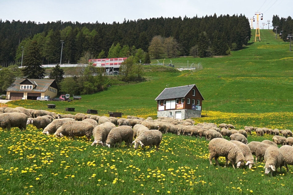 Großes Schauspiel im Erzgebirge: Hunderte Schafe bevölkern jetzt den O'thaler Skihang