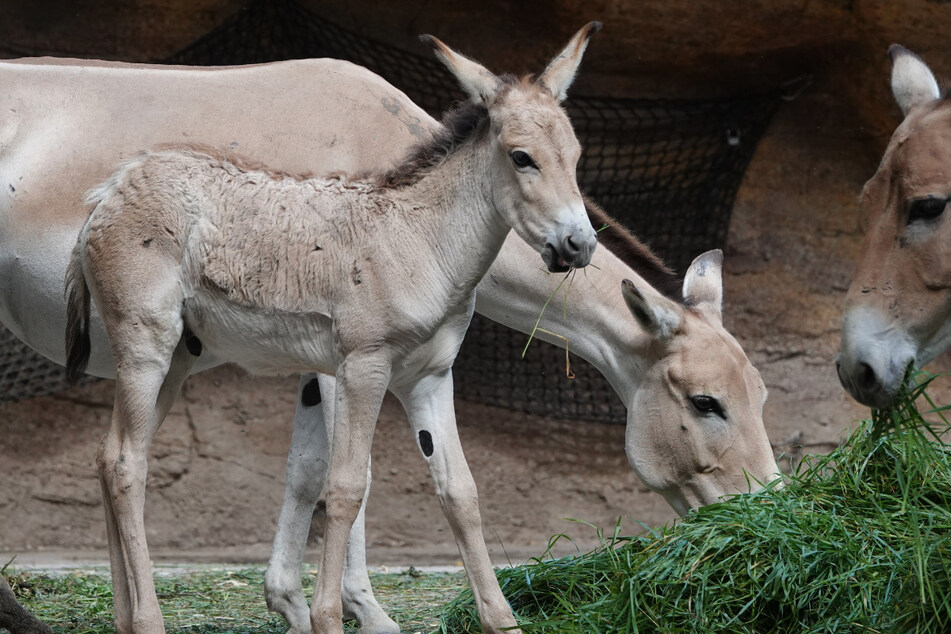 Ein Onager Jungtier frisst Gras im Tierpark Hagenbeck.