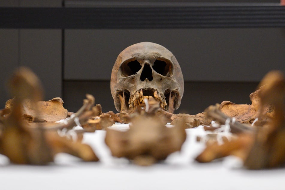 Die Gebeine Otto des Großen (912-973) wurden auf dem Campus der Universitätsmedizin Magdeburg vorgeführt.