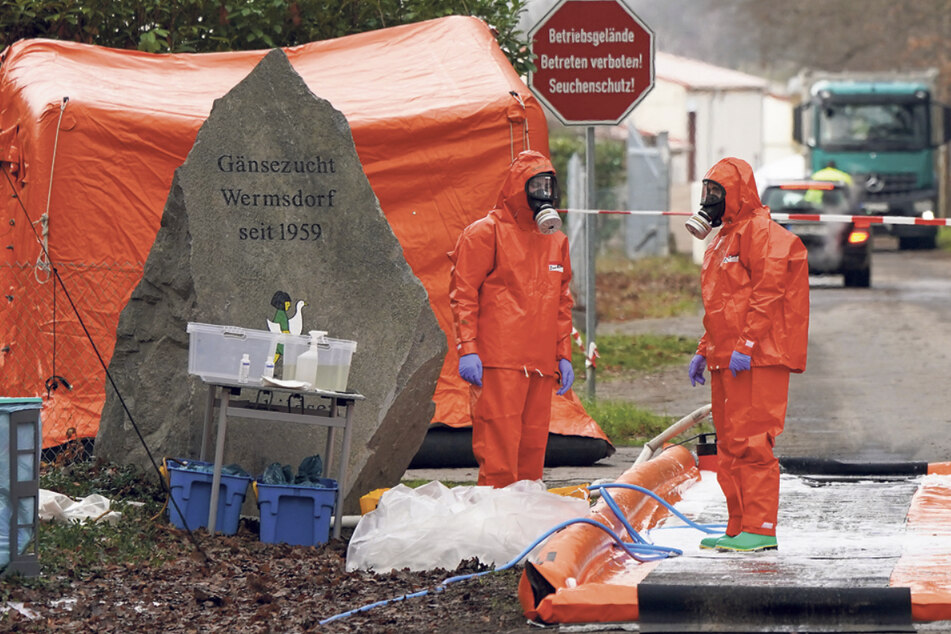 Männer in Schutzanzügen an der Desinfektionsfläche vor einer Gänsezucht in Mutzschen (bei Grimma): Hier wurde im Dezember 2020 ein erster Fall von Geflügelpest bestätigt.