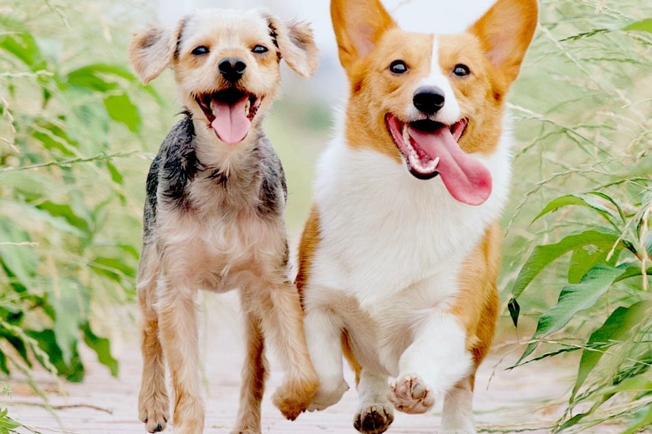 With the right treatment, diabetic dogs can be a fit as any pet (stock image).