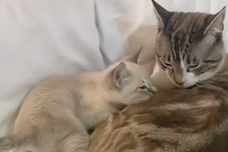 Cat hilariously shoots down confused kitten's plea for milk