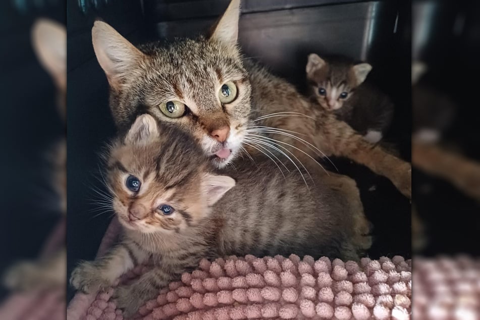 Vogel zufolge Leben im Freistaat mehr als 100.000 Streunerkatzen. Jahr für Jahr werden viele von ihnen durch Tierheime und Tierschutzvereine gerettet. Die Versorgung der Fundkatzen stellt dabei eine große Herausforderung dar.