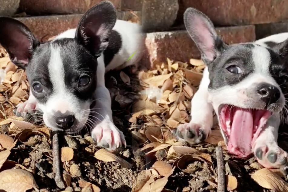 Hundewelpe macht niedliches Geräusch beim Gähnen und erobert die Herzen aller