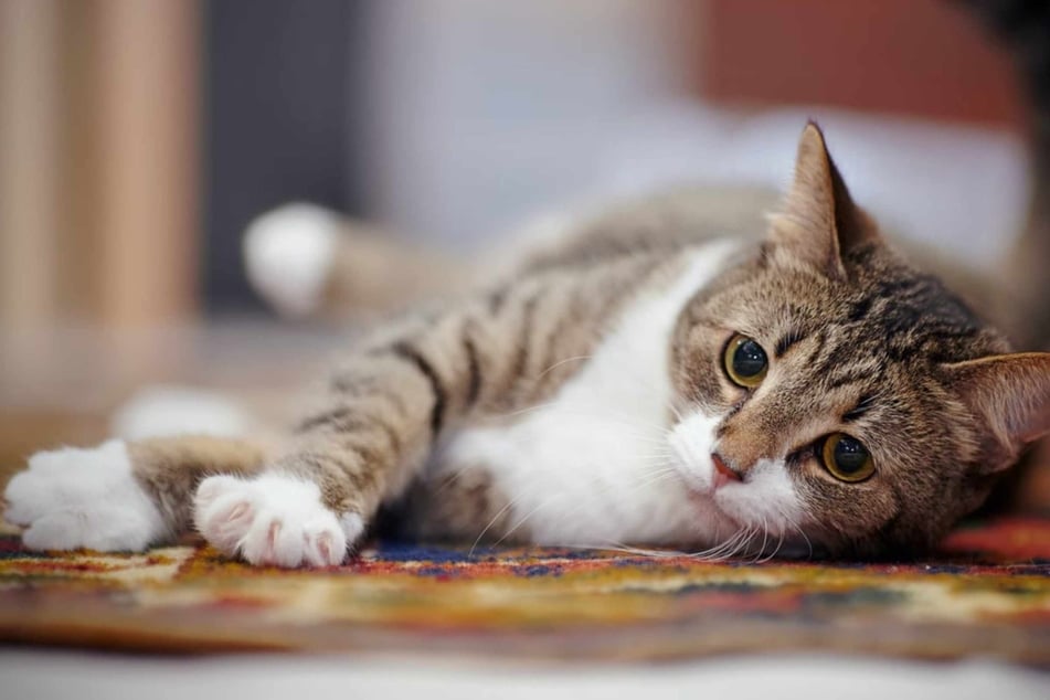 Ataxia in cats: Explaining the medical condition, its causes, and treatment options