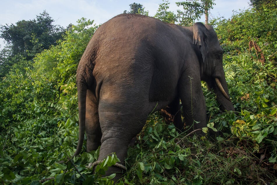 Die Elefanten waren wahrscheinlich einem alten Wanderweg gefolgt. (Symbolfoto)
