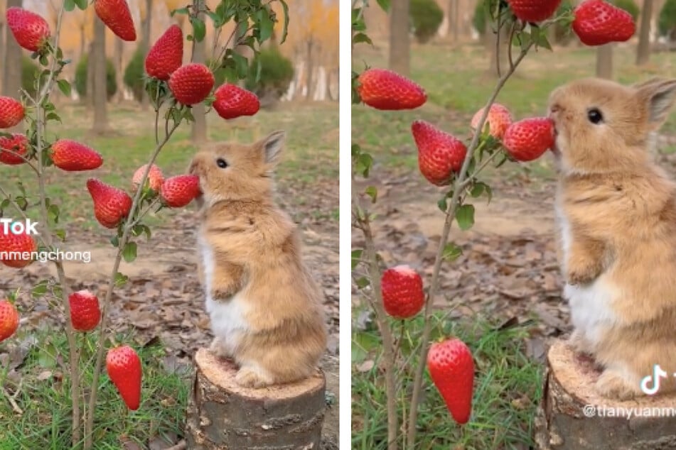 This little bunny looks like it's eating fruit from a strawberry tree, but is this viral video really fooling TikTok?
